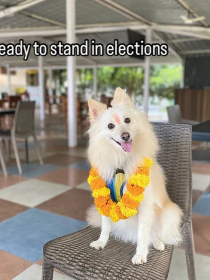 This fluffy Spitz looks like he's ready to stand in elections, posing proudly on a chair with his tilak and garland.