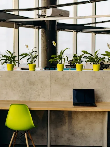 A uniform row of Peace Lilies in vibrant pots brings energy and consistency to this modern co-working area. This design choice adds a pop of color and improves air quality for everyone.