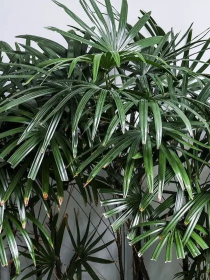 A detailed shot of the fan-like leaves of the Lady Palm. Its unique foliage adds wonderful texture to any plant collection.
