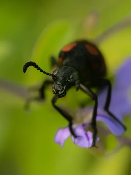 A Sexton Beetle, also known as a burying beetle, on a purple flower. My macro lens captures the unique club-shaped antennae and the texture of its exoskeleton. These beetles play a vital role as nature's undertakers.