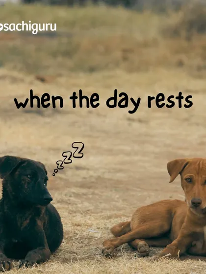When the day rests, so do our farm dogs. A lazy afternoon is part of the balanced lifestyle we cultivate for all residents, human and animal alike.