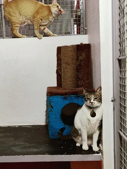 Monu is ready to pounce while Peachu stands guard by the cat condo. I make sure there are plenty of scratching posts and structures to keep them engaged.