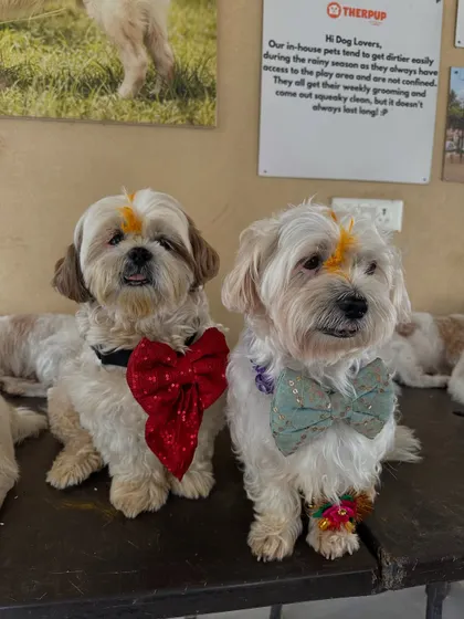 Two adorable Shih Tzus dressed in festive bow ties with tilak on their foreheads for our Raksha Bandhan celebration.