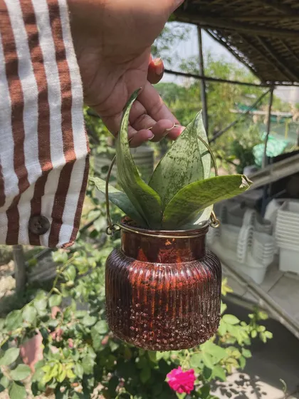 A tiny Snake Plant in a beautiful, small, amber-colored glass pot. This is perfect for a desk, a small shelf, or as a thoughtful green gift.