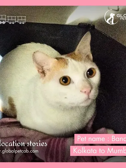 Bandor the cat, looking cozy and safe during his train journey from Kolkata to Mumbai. We ensure that cats have a comfortable and low-stress travel experience.