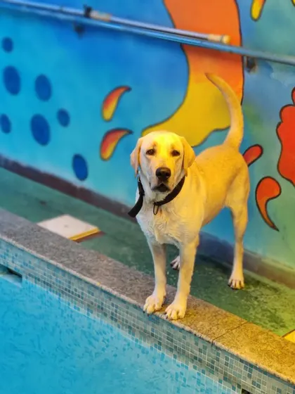 The lovely Daksha, a young Labrador, stands by the edge of the pool, ready for action. Our facility is equipped with non-slip surfaces and easy entry and exit points to ensure the safety of all dogs around the water.
