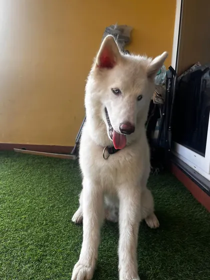 Vegas, the adopted 6-month-old Husky, looking majestic. We are so thrilled he found an experienced family that understands his needs.
