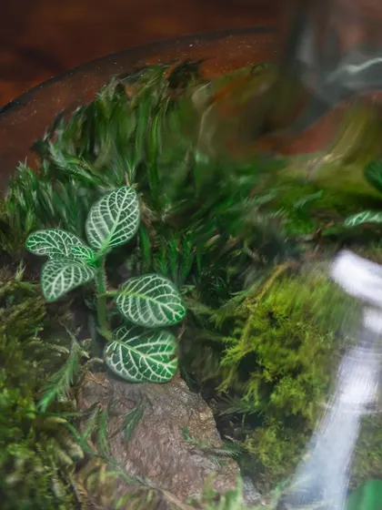 The delicate, veined leaves of a fittonia plant are a beautiful addition to any terrarium. I have a severe obsession with creating these little worlds in decanters.