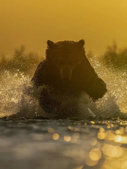 A coastal brown bear silhouetted against the golden light while fishing. This combines action and artistic light in one powerful frame.