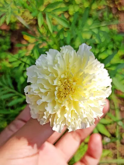 Another shot of the beautiful white marigold. My next goal is to save seeds from this flower to grow more next season.