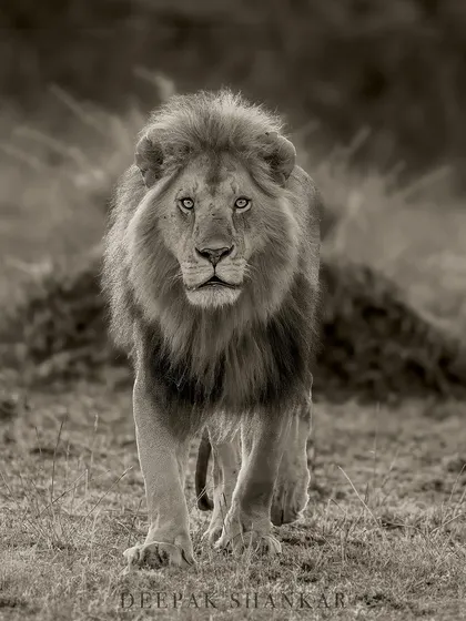 A male lion walking directly towards the camera is always an intimidating sight. In monochrome, the focus is entirely on his powerful form and intense gaze, creating a feeling of raw, primal energy.
