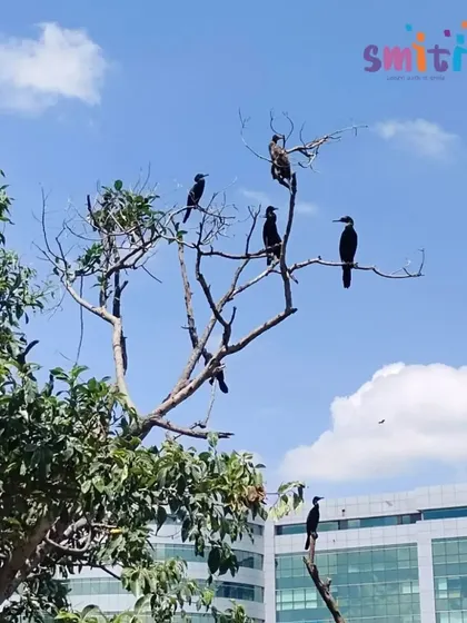 A flock of cormorants perches on a tree by the lake. Seeing wildlife in its natural habitat is a thrilling experience for our young learners.