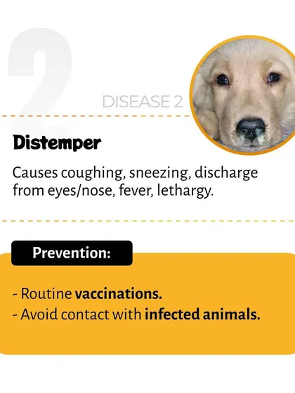Distemper is a viral disease that affects a dog's respiratory, gastrointestinal, and nervous systems. This guide highlights that routine vaccinations are the best way to prevent infection.