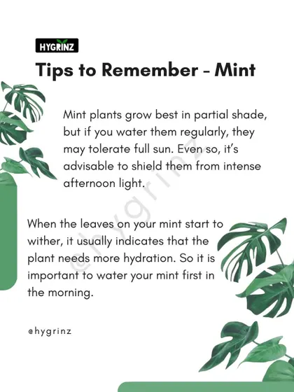To keep your mint plant happy, shield it from intense afternoon sun and water it first thing in the morning. Withering leaves are a simple sign that it needs more hydration.