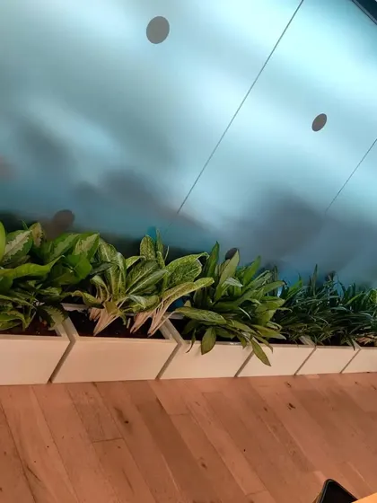 We use long, rectangular planters to create natural green dividers in open-plan offices. This row of Aglaonema plants adds lushness along a walkway.