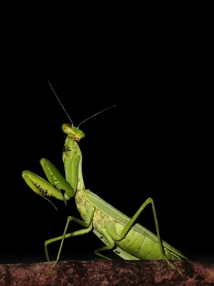 A Praying Mantis in a classic defensive pose, shot on my phone. This shows that you don't always need a big camera to capture the drama of the insect world.