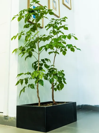 A tall Radermachera, or China Doll plant, in a sleek black planter box. This is an excellent choice for offices as it is relatively easy to maintain indoors and has beautiful, glossy leaves.