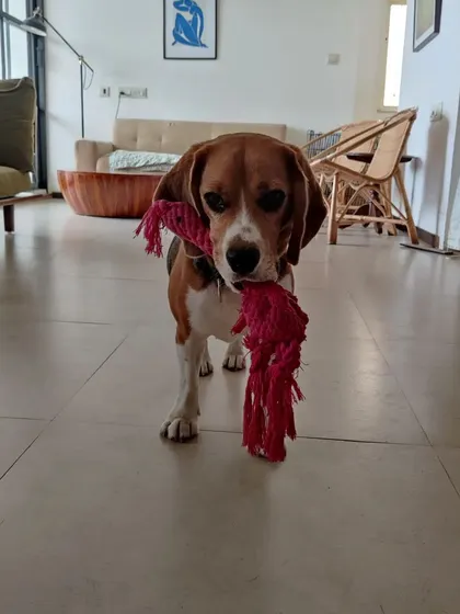 Rossi is always ready to play. A game of tug-of-war is one of his favorite ways to burn off some energy.