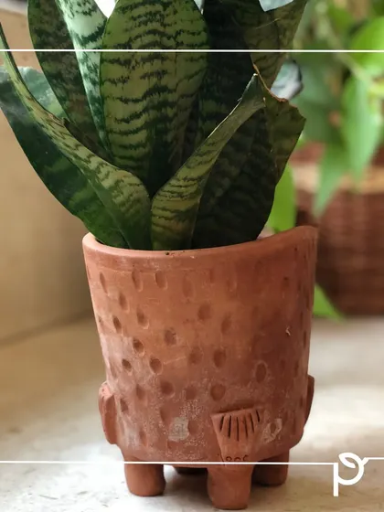 A quirky, fish-shaped terracotta planter housing a Snake Plant. We love using custom-designed, eco-friendly planters that add personality to a garden.