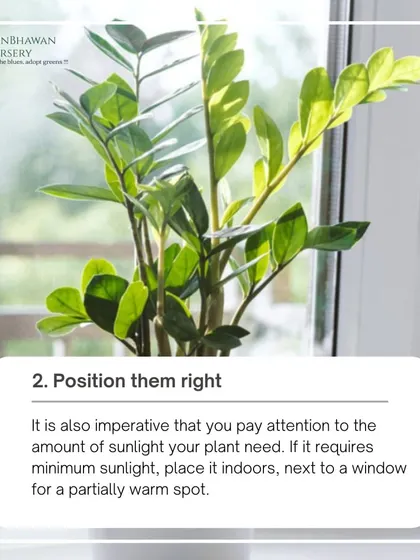 Positioning your plants correctly is half the battle. A ZZ plant, like the one shown here, does well with minimum sunlight, making it perfect for an indoor spot next to a window.
