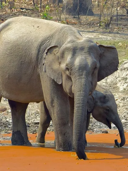 A mother and calf elephant emerge from the water, their bodies glistening. The calf stays close, showcasing the protective nature of the herd.