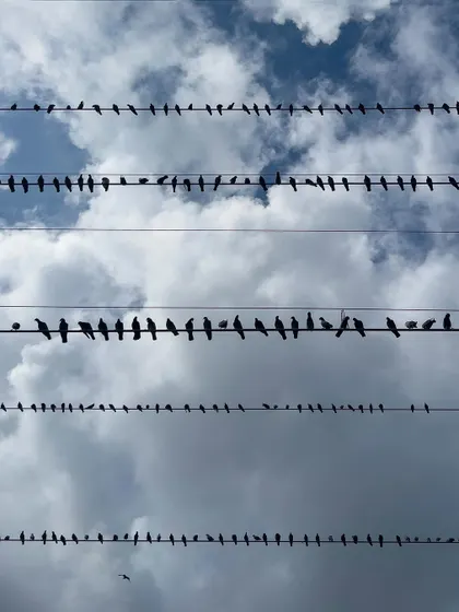 Finding patterns in the chaos of the city. This image transforms ordinary pigeons on electrical wires into a graphic composition against the sky, like a necklace for the clouds.