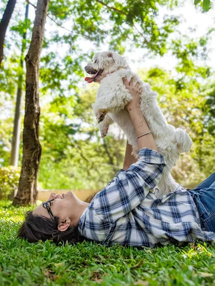 Cosmo the Shih Tzu, the "gang monitor" of his pack, getting a big lift from his owner. Even the boss needs a cuddle sometimes.