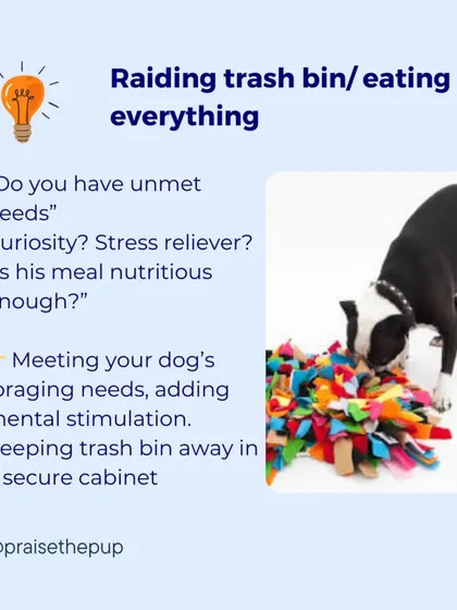 A proactive thought: "Does he have unmet needs? Is he bored or is his meal not nutritious enough?" The solution is to meet his foraging needs with enrichment and manage the environment by securing the trash bin.