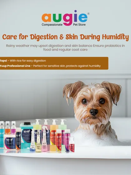Humidity can affect digestion and skin. During rainy weather, ensure your pet's diet includes probiotics for easy digestion and use products like the Yuup Professional line to protect their coat.