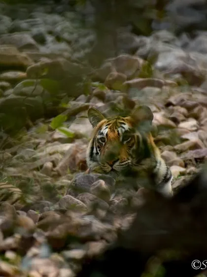 A male tiger cub camouflaged among the rocks in Tadoba. This illustrates the saying that a tiger often sees you long before you ever see him.