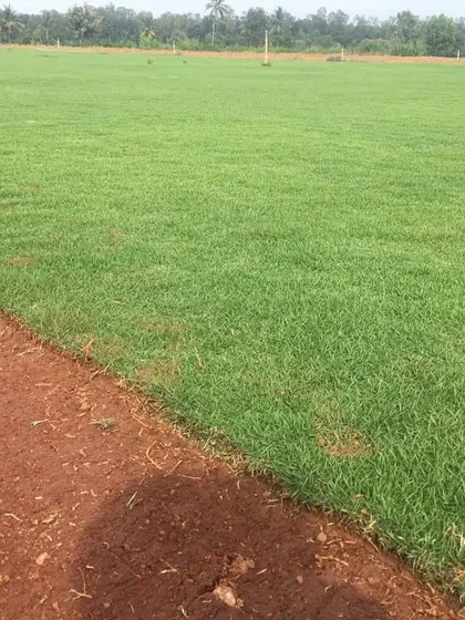 A newly laid Mexican grass lawn right up to the edge of the prepared red soil.