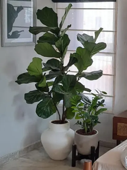 A large Fiddle Leaf Fig in a white vase-like planter paired with a smaller ZZ plant on a stand, creating a stylish and popular indoor plant combination for a bedroom corner.