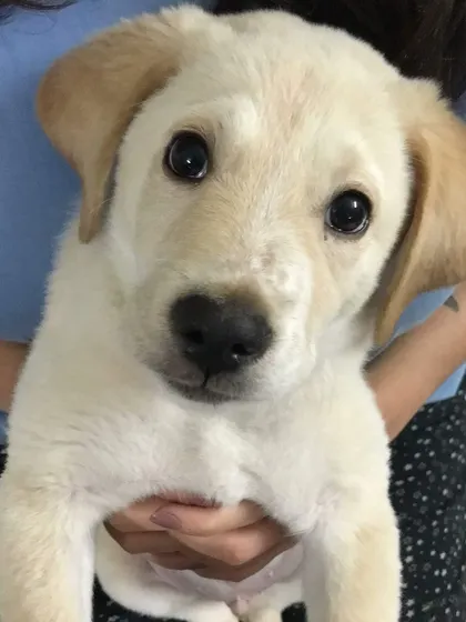 A throwback to when Prancer was just a tiny puppy. Those big, soulful eyes were a sign of the incredible companion he would become.