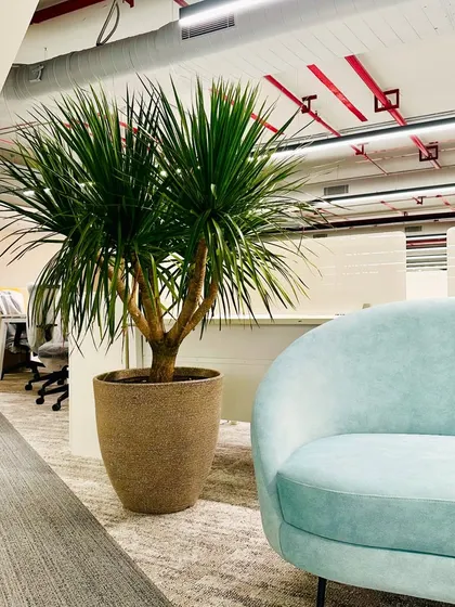 In addition to vertical gardens, I use large potted plants to bring nature into corporate interiors. This Dragon Tree (Dracaena) adds a sculptural element to the lounge area in this Hyderabad office.
