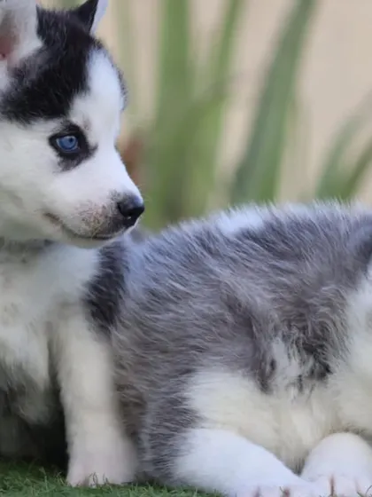 A quiet moment with one of our grey and white Husky puppies. You can see the beautiful blue eyes and soft, dense coat that make this breed so popular.