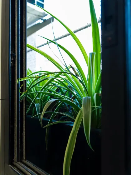 A close-up of a Variegated Spider Plant. Its long, arching leaves with white stripes are perfect for adding brightness and a sense of movement to a plant arrangement.