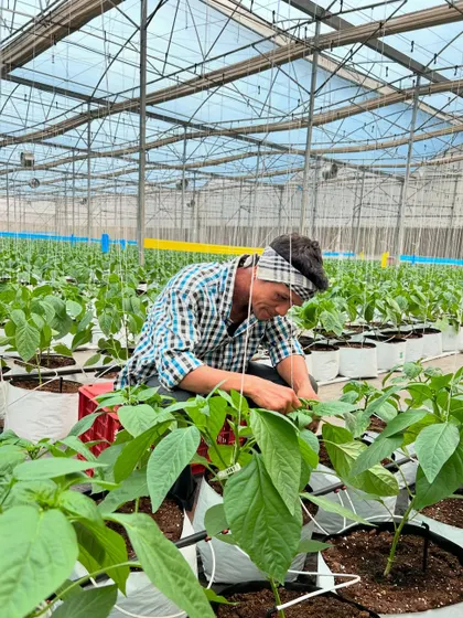 A farmer tends to capsicum plants in our hydroponic greenhouse. We celebrate the hard work and dedication of all farmers who feed our communities.