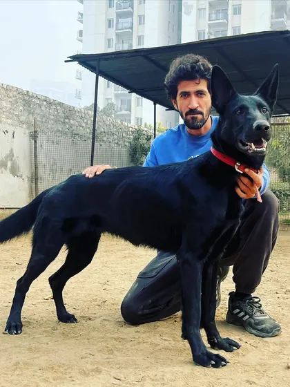 This is Polly z Jirkova dvora, our female imported from the world-renowned Jinopo Kennels in the Czech Republic. At 14 months, she is developing into a strong, confident female for our program.