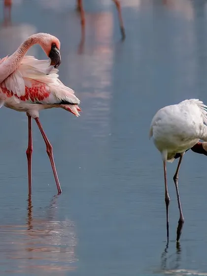A trio of lesser flamingos preening their feathers. Keeping their wings clean is a vital task, essential for flight and looking their best for potential mates. The details of their crimson and pink plumage are stunning up close.