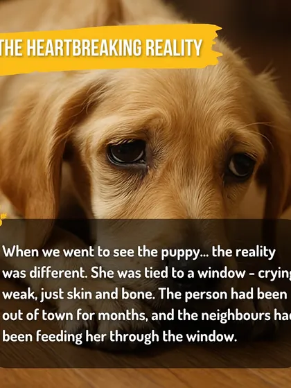 This was the heartbreaking reality we found. Chinni, a Golden Retriever puppy, was left tied to a window, malnourished and weak. Her story highlights the sad reality many abandoned pets face.