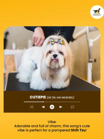 This pampered Shih Tzu is a total "Cutiepie," full of charm and adorable energy. A perfect song for a perfect little dog.