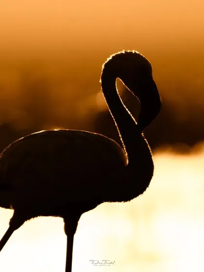A flamingo's silhouette is perfectly outlined by the setting sun, creating a stunning rim-light effect. This is a classic example of using natural light to create artistic wildlife portraits.