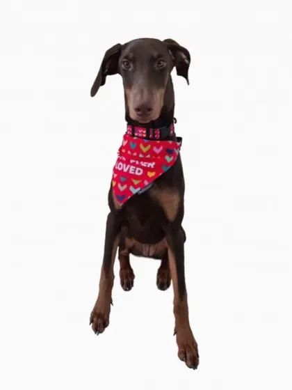 Hazel the Doberman showing off her "Forever Loved" bandana. This sweet girl is a quick learner, making great progress with her potty training, and is ready to find a family to love her forever.