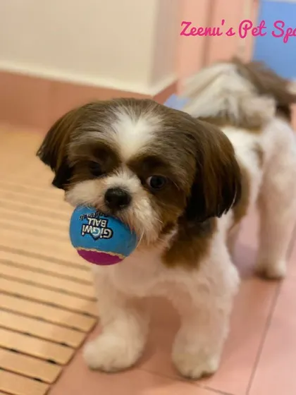 Cece the Shih Tzu is taking a break from playing to show off her fresh haircut. Even during playtime, she's looking stylish.