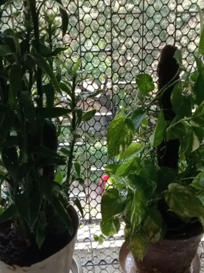A money plant on a moss stick and a Devil's Backbone plant, both thriving in a window garden. We provide supports and guidance for climbing plants.
