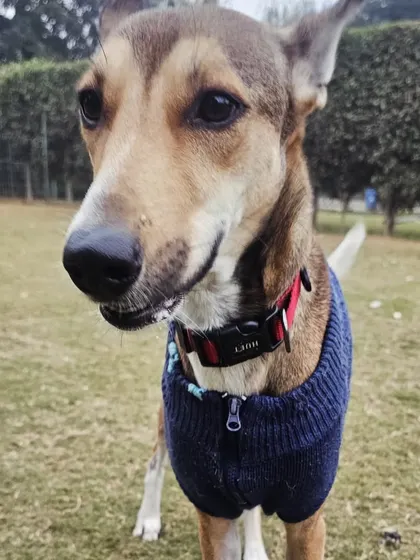 A close-up of one of our sweet indie guests, looking curious and ready for a treat. We love the unique personalities of every dog.