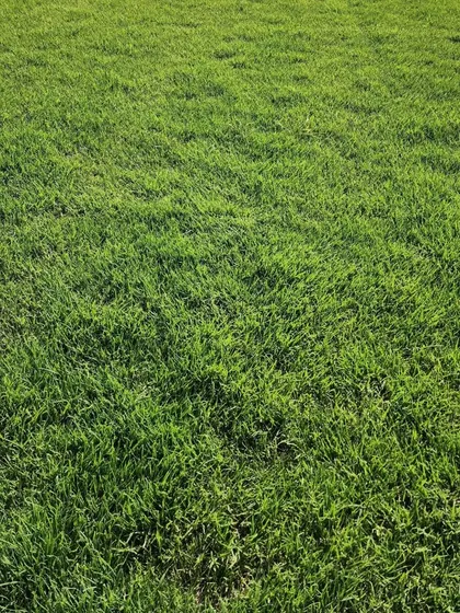 A close-up of our perfect, green turf. Your dream lawn is just a step away.