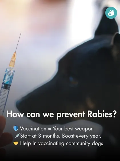 Prevention is the best weapon against rabies. This graphic emphasizes that vaccinating your dog, starting at 3 months and boosting annually, is the most effective way to protect them and the community.