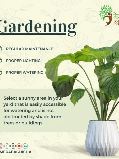 Good gardening involves regular maintenance, proper lighting, and proper watering. Make sure to select a sunny area in your yard that is easily accessible.
