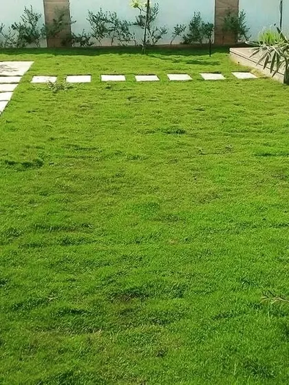 This project combines a healthy lawn with a clean, modern stone pathway, perfect for a contemporary home garden.